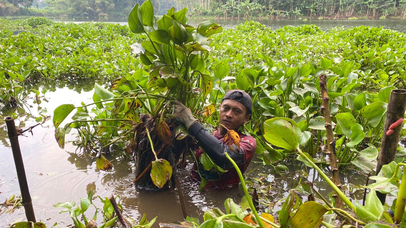 Perjuangan Mang Kiclik 4 Jam Angkut Eceng Gondok dari Saguling KBB Tiap Hari, Kerap Dipatuk Ular