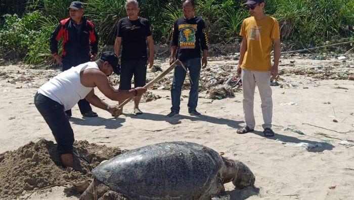 Penyu Hijau Raksasa Usia 40 Tahun Ditemukan Mati di Sukabumi, Diduga Korban Bycatch