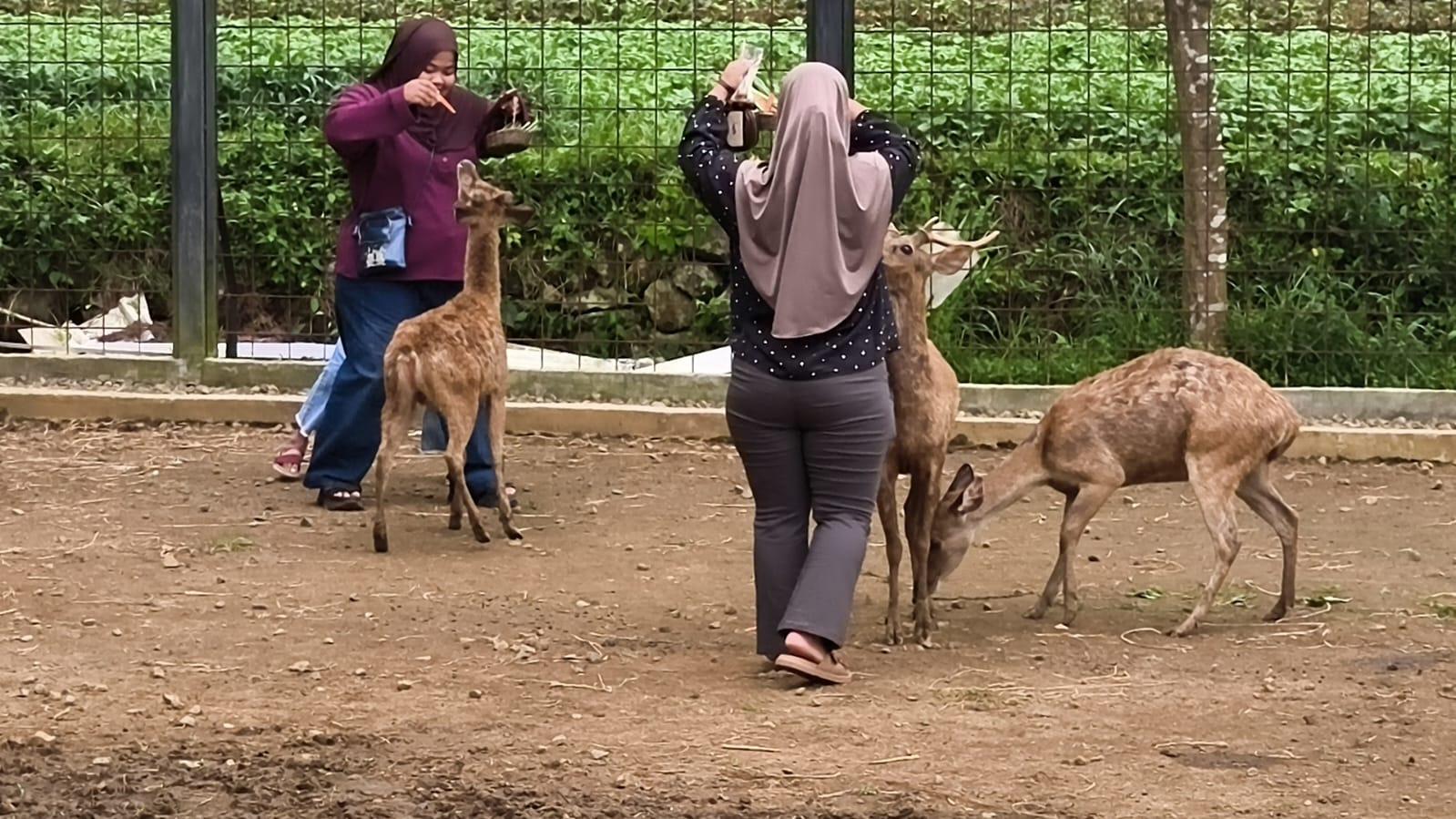 mini-zoo-kuningan.jpg