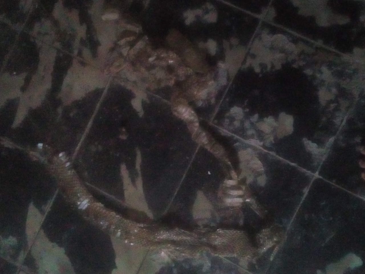 misteri-kulit-ular-di-dalam-rumah-warga-di-indramayu-muncul-tiap-dua-hari-sekali-warga-pun-resah.jpg