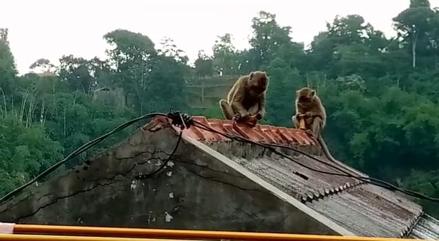 monyet-liar-di-lembang.jpg