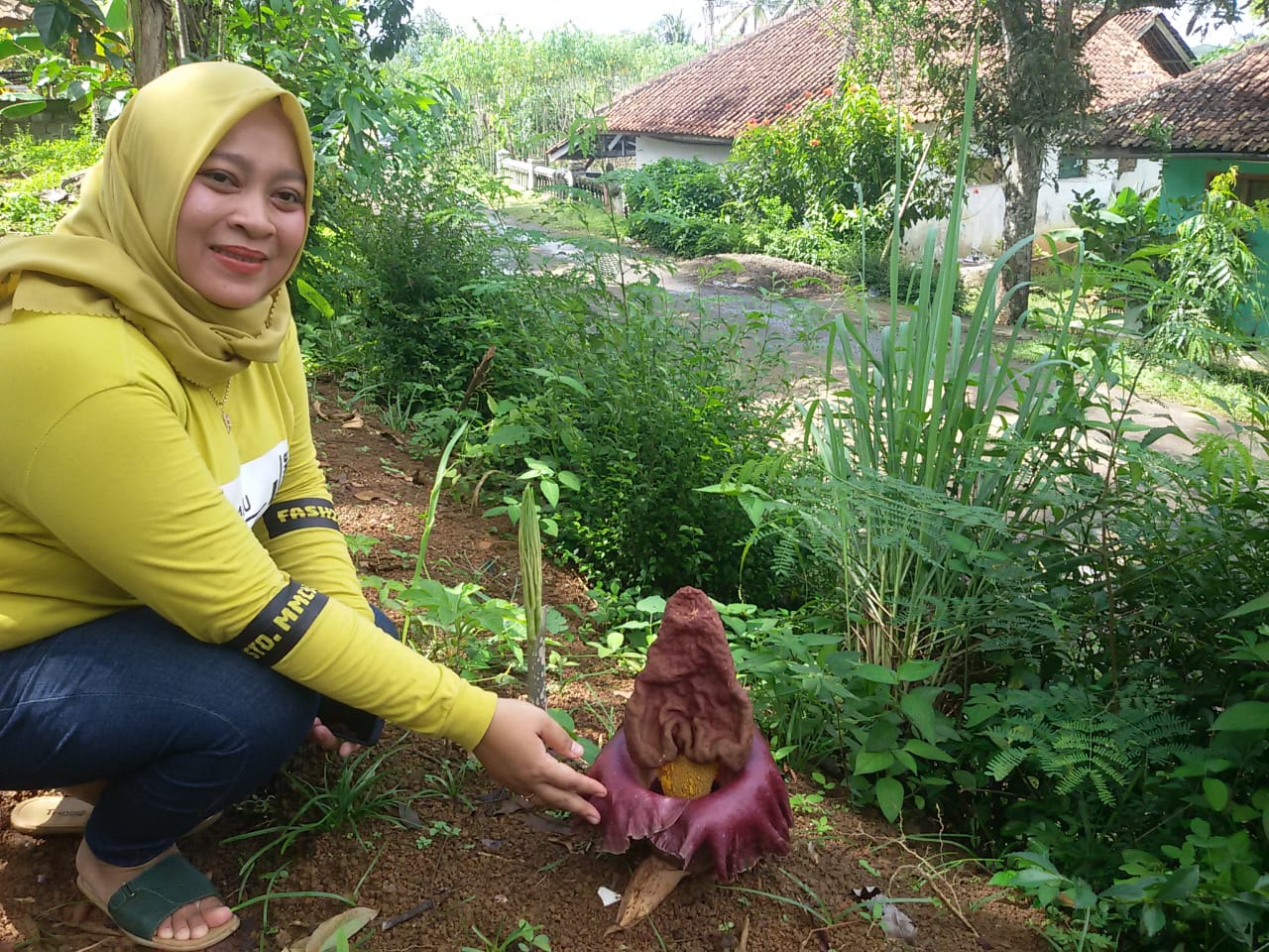 musim-hujan-bunga-bangkai-bermunculan-di-ciamis-tumbuh-di-sampung-pos-ronda-di-handapherang.jpg