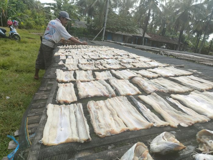 Pendapatan Nelayan di Pangandaran Berkurang, Susah Dapat Ikan Besar, Ternyata Ini Sebabnya
