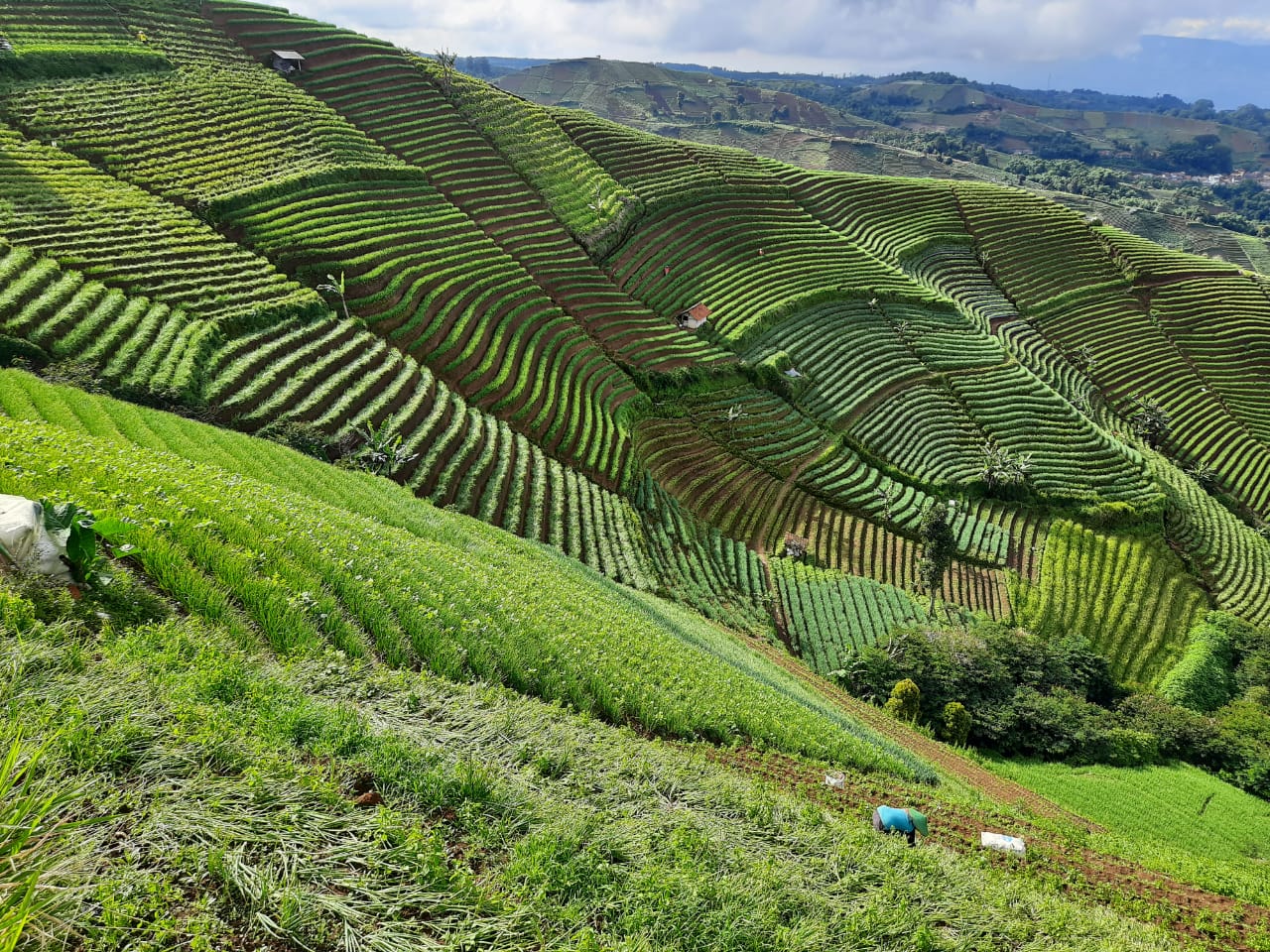 objek-wisata-terasering-panyaweuyan-majalengka.jpg