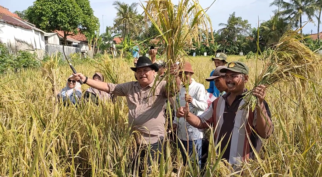 panen-padi-pangandaran.jpg