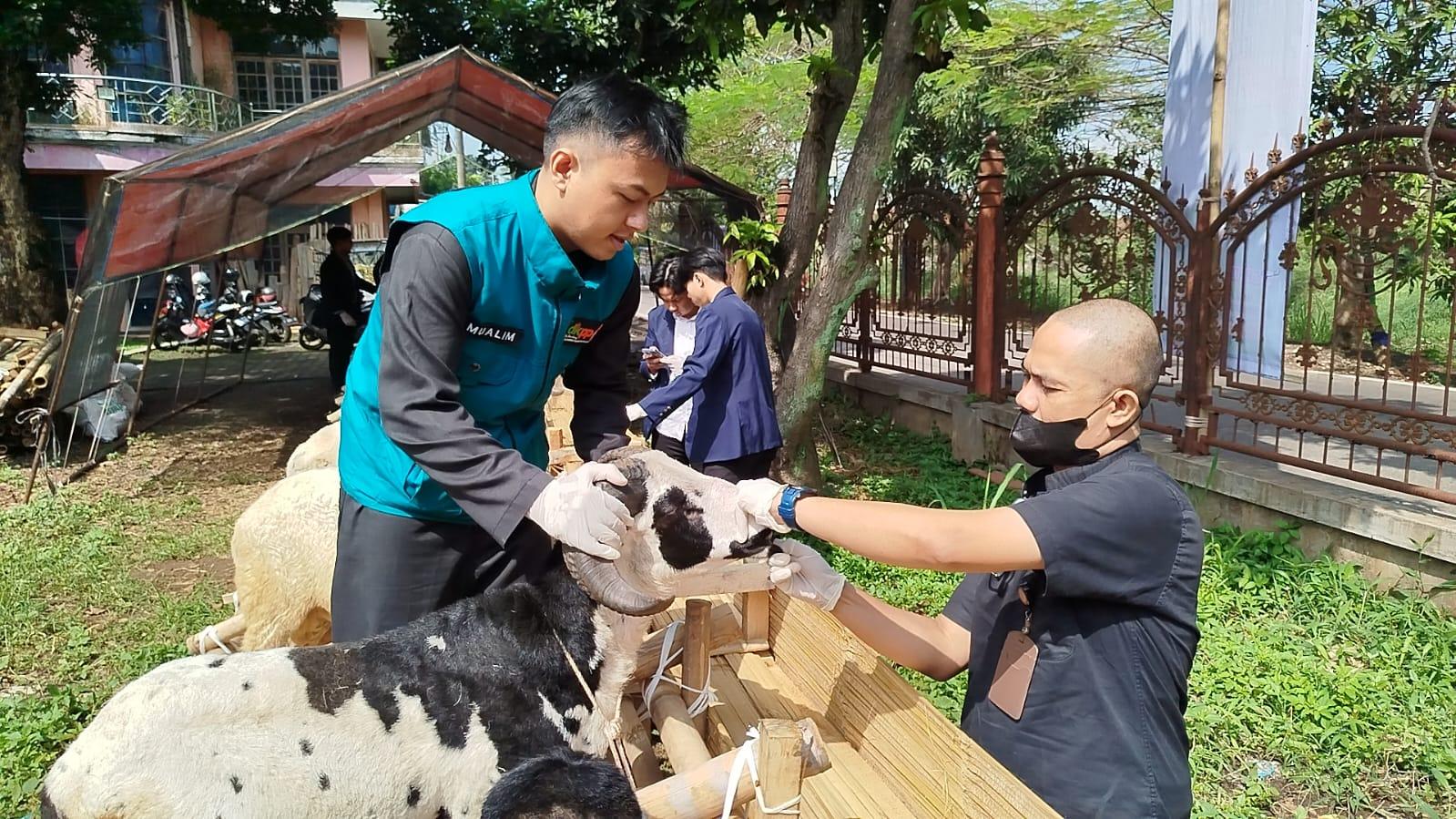 pemeriksaan-hewan-kurban-b.jpg