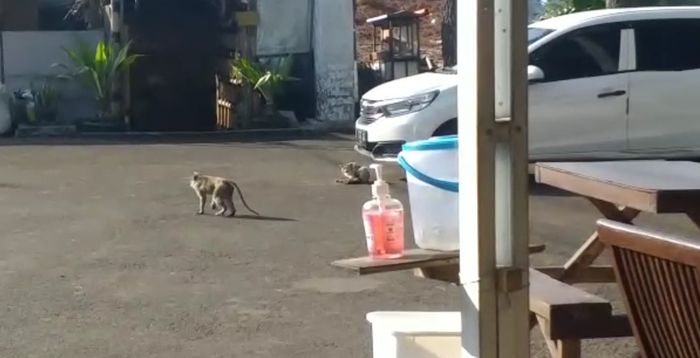 Monyet Ekor Panjang Turun Gunung ke Kafe di Lembang, Makanan di Hutan Berkurang, Hati-hati Zoonosis