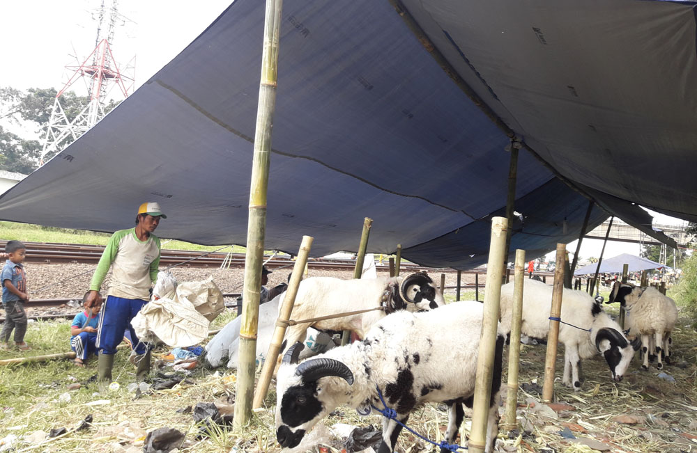 penjual-kambing-di-pinggir-rel-kereta-api-kiaracondong-senin-2882017_20170828_174340.jpg
