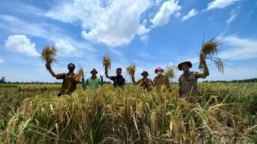 Permintaan Beras Organik Asal Indramayu Terus Naik Hingga Ratusan Ton Per Bulan