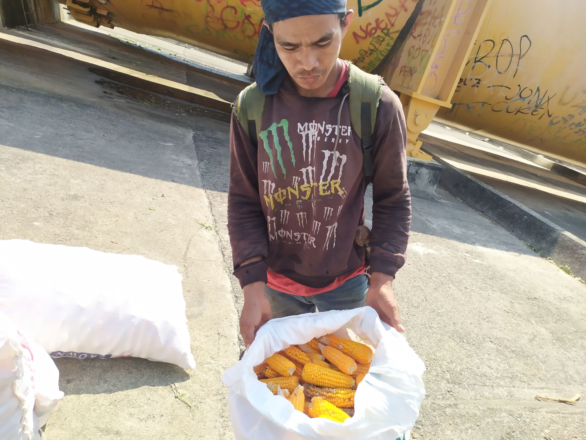 Petani Jagung di Rajamandala Cipatat KBB Mengeluh Harga Pupuk Semakin Mahal