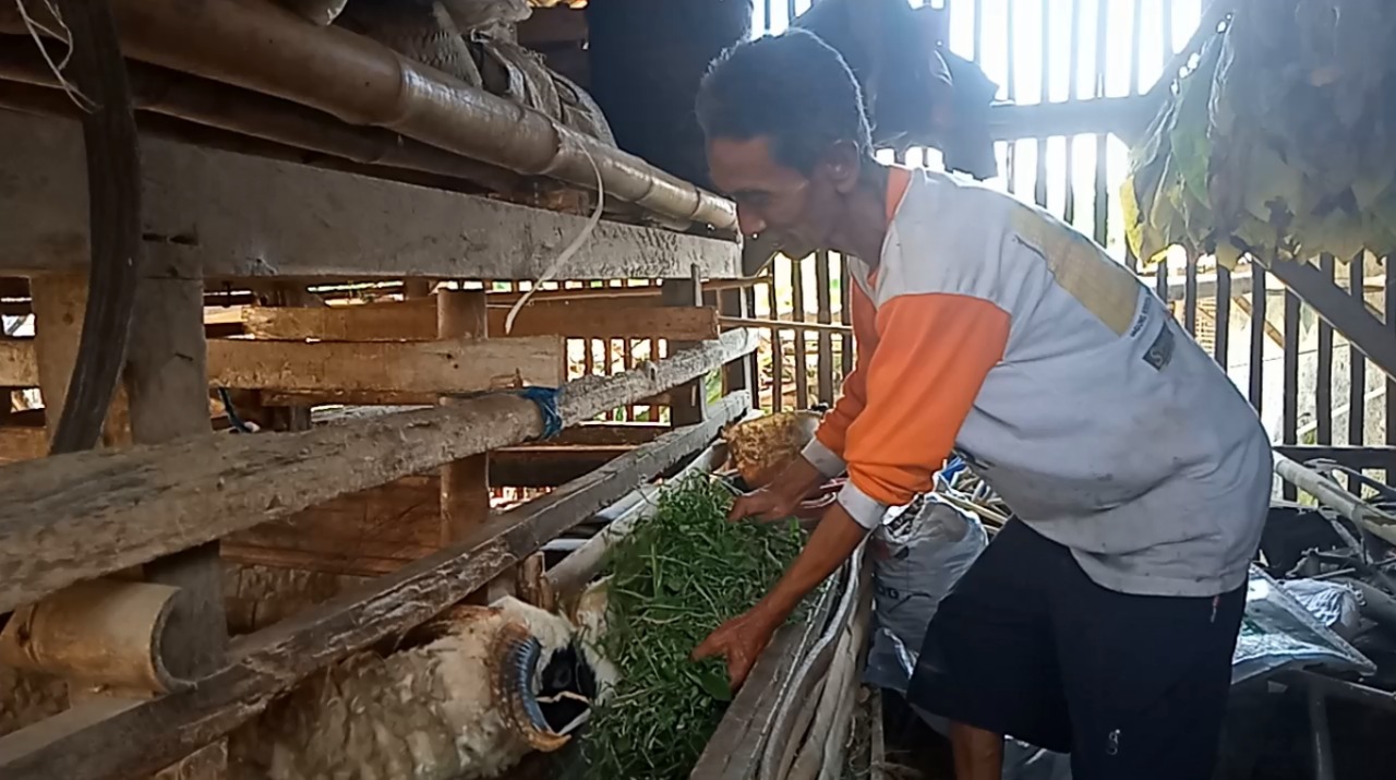 Jelang Idul Adha, Harga Domba di Tingkat Peternak Naik Rp 1,5 Juta per Ekor