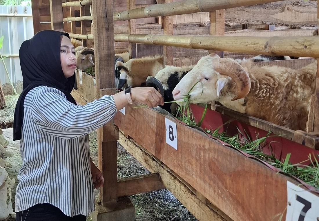 Kambing Kurban Kresna Farm Kuningan Ludes Terjual di Dua Kandang, Kalahkan Tren Permintaan Sapi