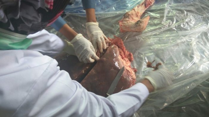petugas-mengeluarkan-cacing-dari-organ-hati-sapi-pemberian-presiden-joko-widodo_20170901_115721.jpg