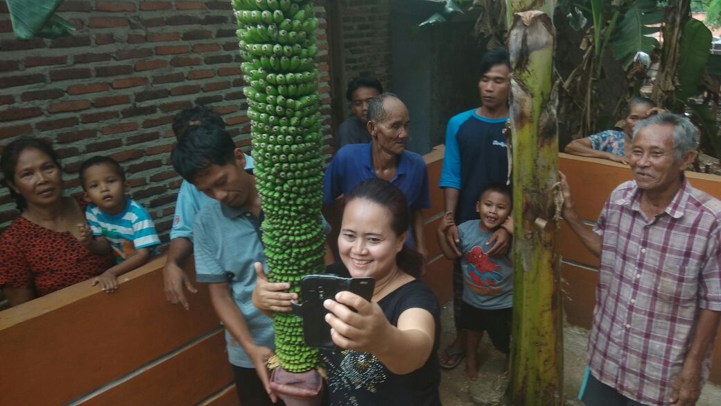 Buah Pisang Ini Tumbuh Aneh, Warga Pun Berebut Swafoto di Depan Pisang Itu