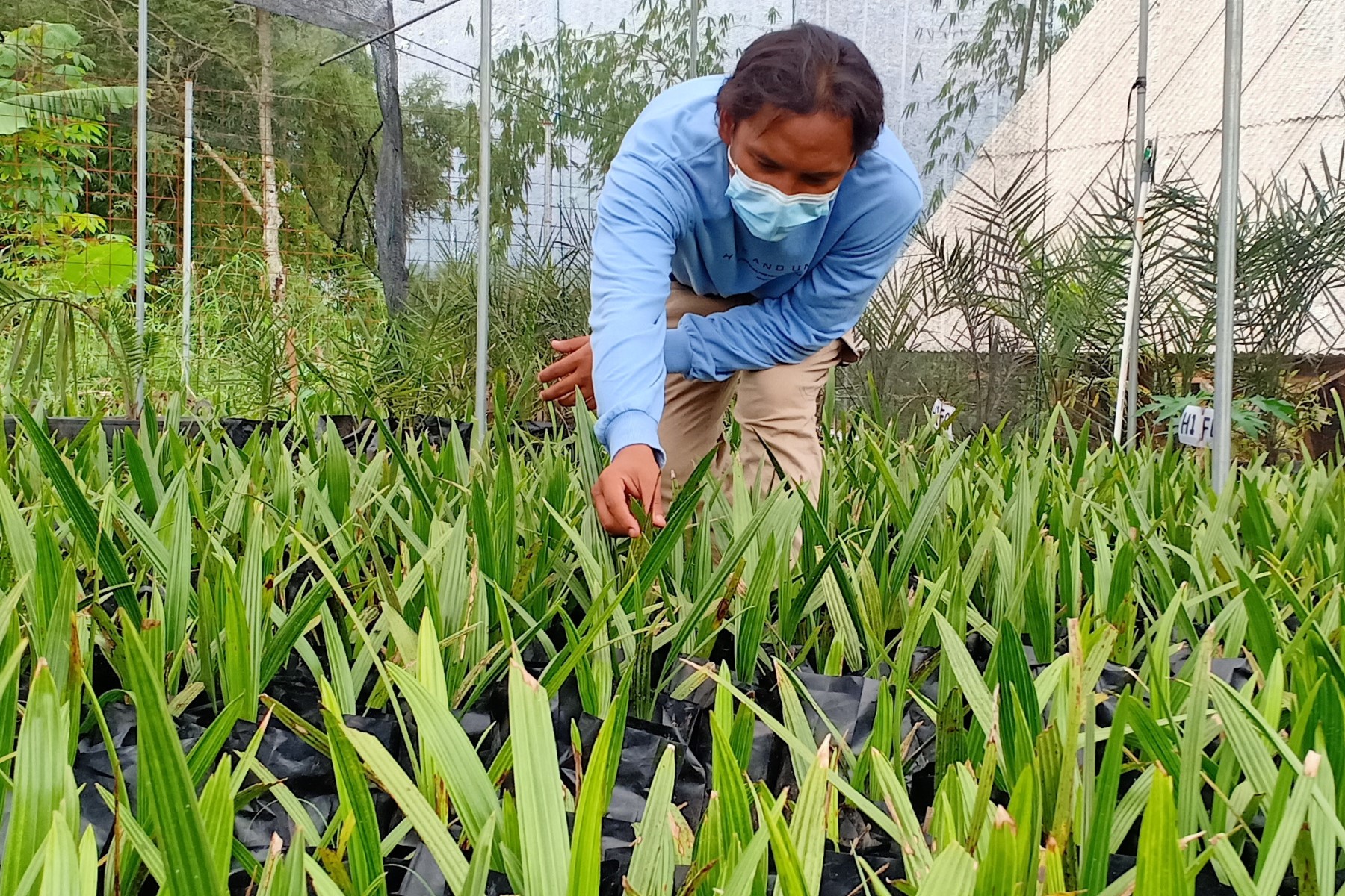 Pohon Kurma Makin Diminati, Satu Pohon Ada yang Dihargai 20 Juta, Ini Kelebihannya