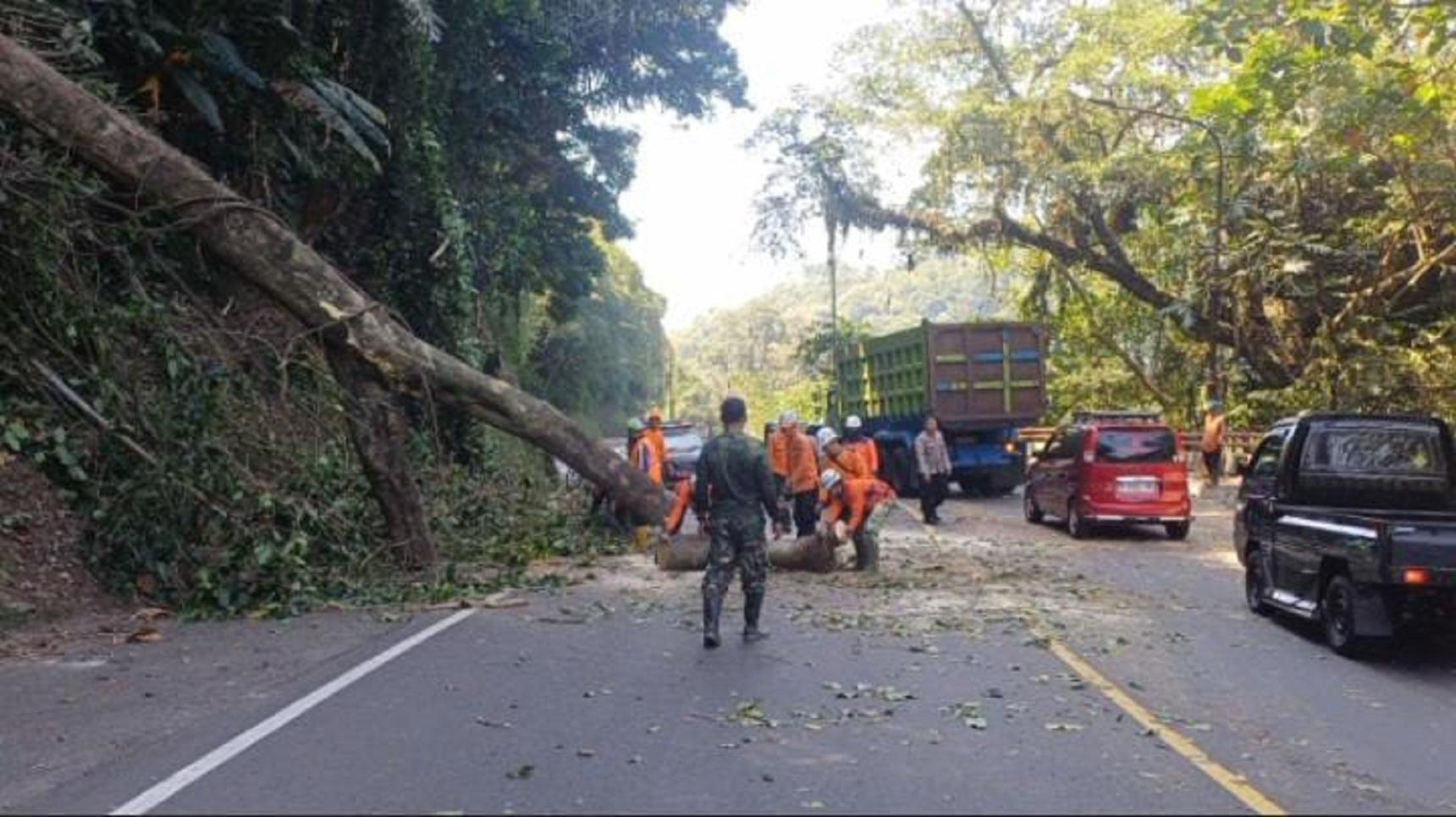 Pohon Besar Tumbang ke Jalan di Cadas Pangeran Sumedang, Sempat Ganggu Arus Lalu Lintas - Tribunjabar.id
