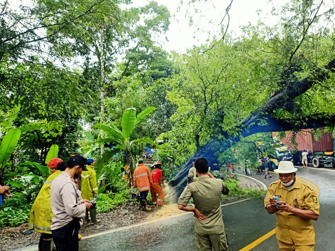 Baru Saja Terjadi, Pohon Asem Berukuran Besar Tumbang Siang Tadi, Jalan Palabuhanratu-Sukabumi Macet