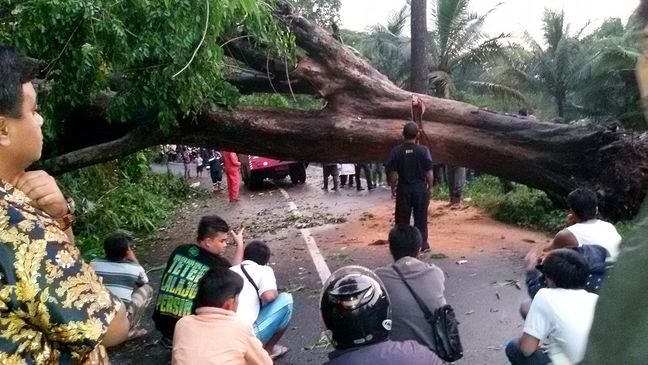 pohon-tumbang-putus-jalur-ciamis-cirebon-1_20160221_203644.jpg