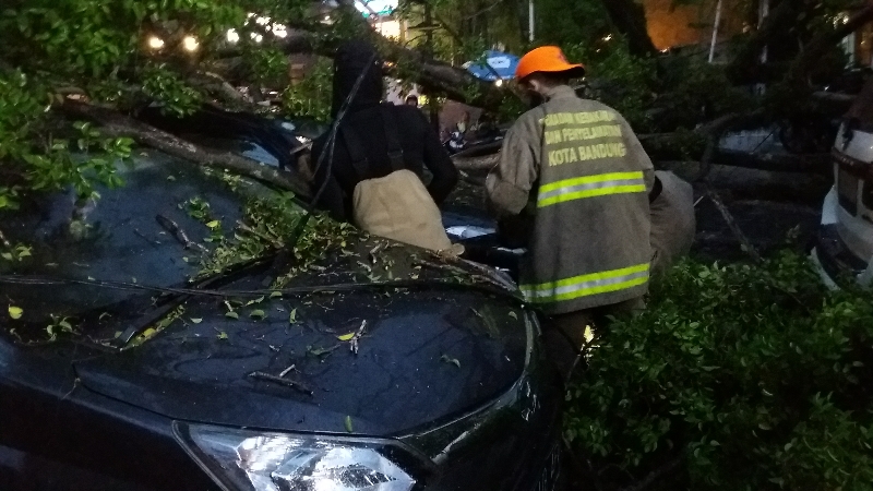 Pohon Setinggi 10 Meter di Jalan Riau Tumbang Timpa 4 Mobil, Padahal Tak Ada Angin maupun Hujan