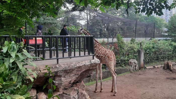 Pemkot Bandung Sudah Kirimkan Peringatan Terakhir ke Kebun Binatang Bandung, Ini yang Akan Diamankan