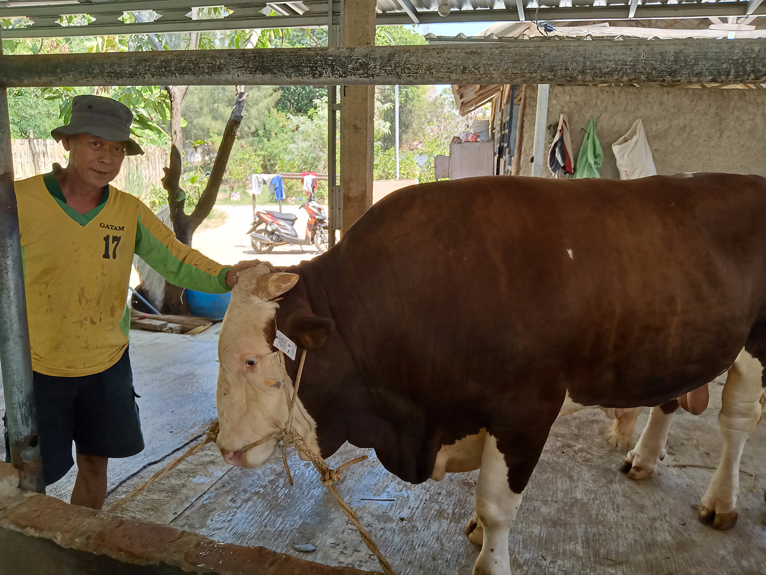 Ini Dia Sapi Limosin Berbobot 1,2 Ton, Lebih Mirip Banteng, Kapolres Indramayu Beli 2 untuk Kurban
