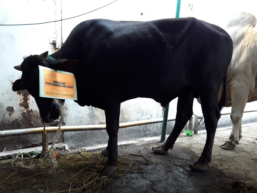 sapi-kurban-deddy-mizwar_20170901_081400.jpg