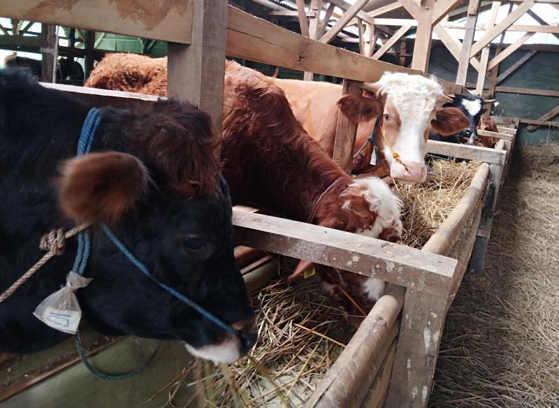 sapi-kurban-di-Cileunyi.jpg