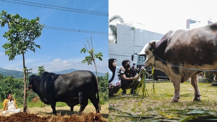 Penampakan Sapi Kurban Raffi Ahmad hingga Irfan Hakim dan Atta Halilintar, Ada yang Lebih dari 1 Ton