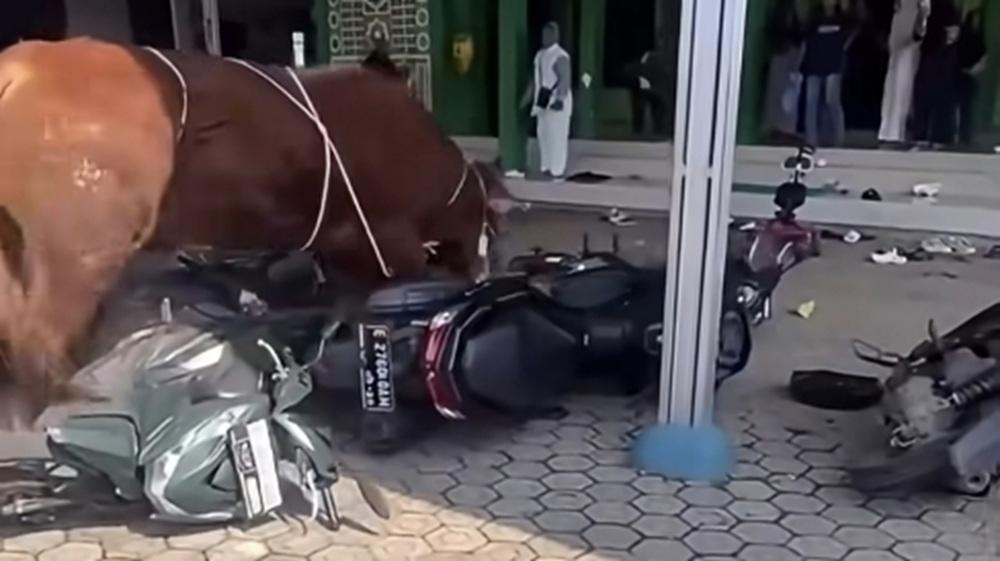 sapi-kurban-yang-mengamuk-dan-menyeruduk-sepeda-motor-di-Indramayu.jpg