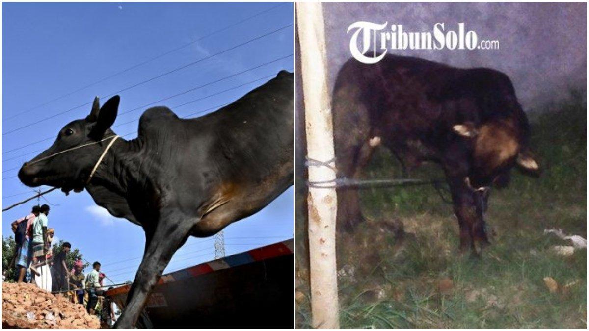 sapi-ngamuk-di-Klaten.jpg