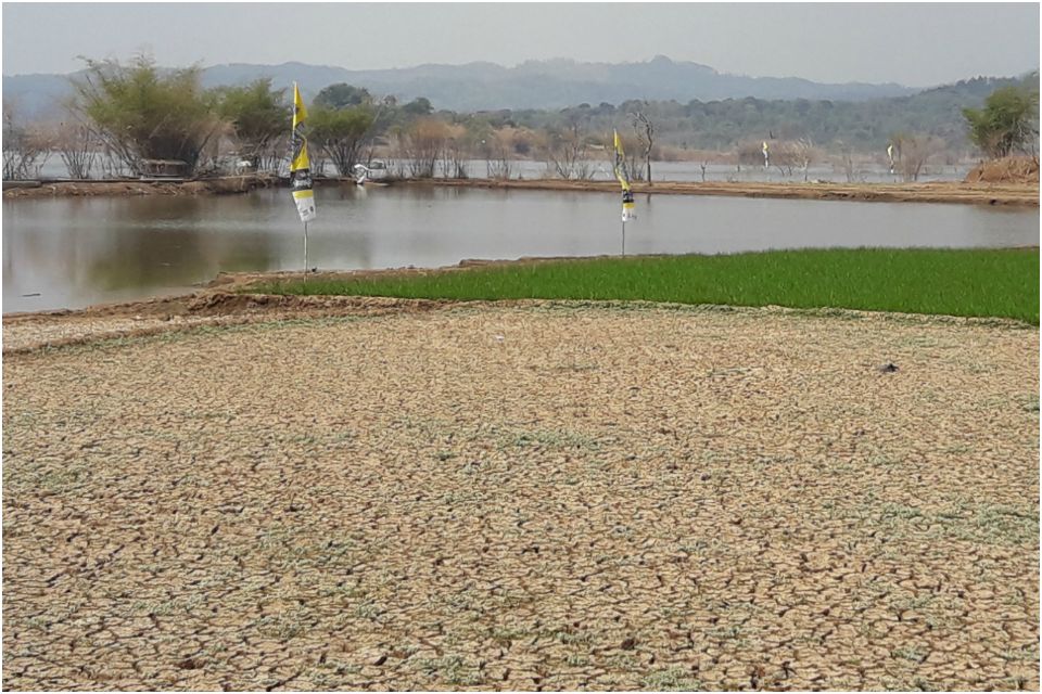 sawah-di-waduk-jatigede-tanaman-padi-di-waduk-jatigede_20170827_160153.jpg