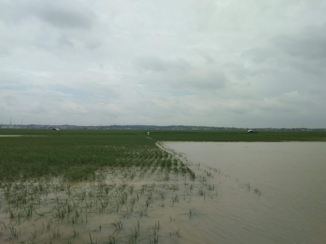 sawah-kebanjiran-di-karawang.jpg