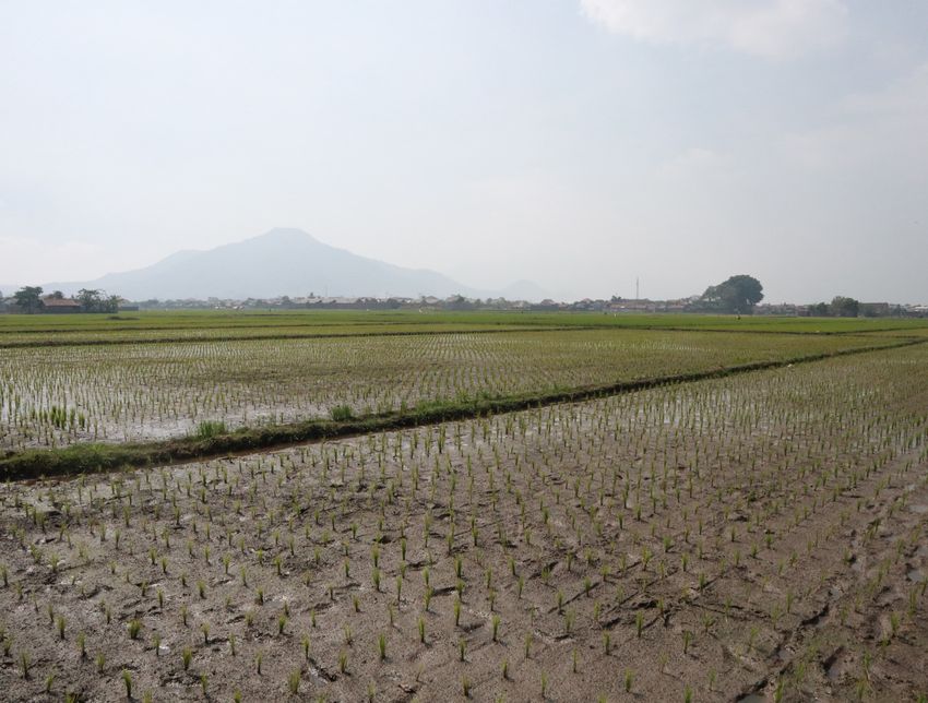 sawah-mulai-mengering-di-rancaekek-petani-khawatir-kesulitan-air-bersih-di-musim-kemarau.jpg