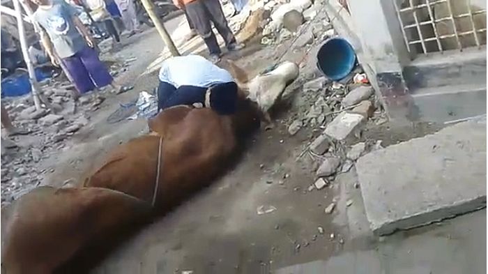 seorang-panitia-kurban-berinisial-ah-meninggal-dunia-di-sapi-kurban.jpg