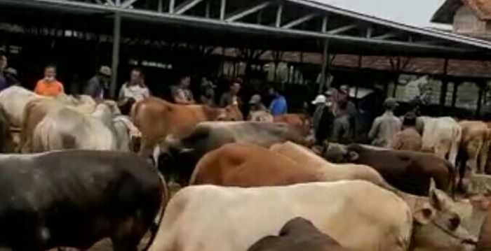 Menjelang Idul Adha Disnakan Sumedang Klaim Tak Terdeteksi Antraks di Wilayahnya Namun Tetap Waspada