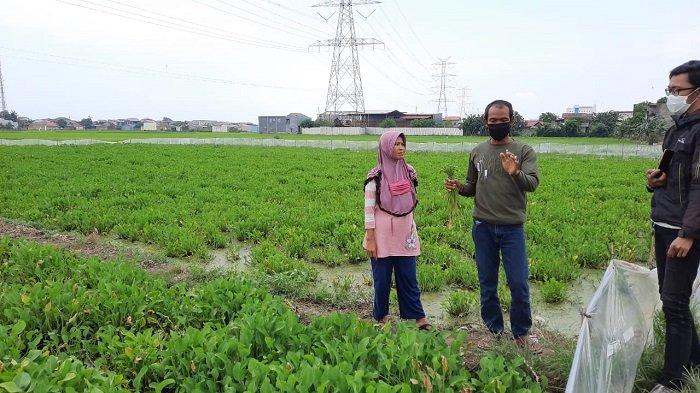 Diejek karena Budi Dayakan Gulma, Petani Asal Bekasi Ini Menuai Kesuksesan dan Menjadi Jutawan
