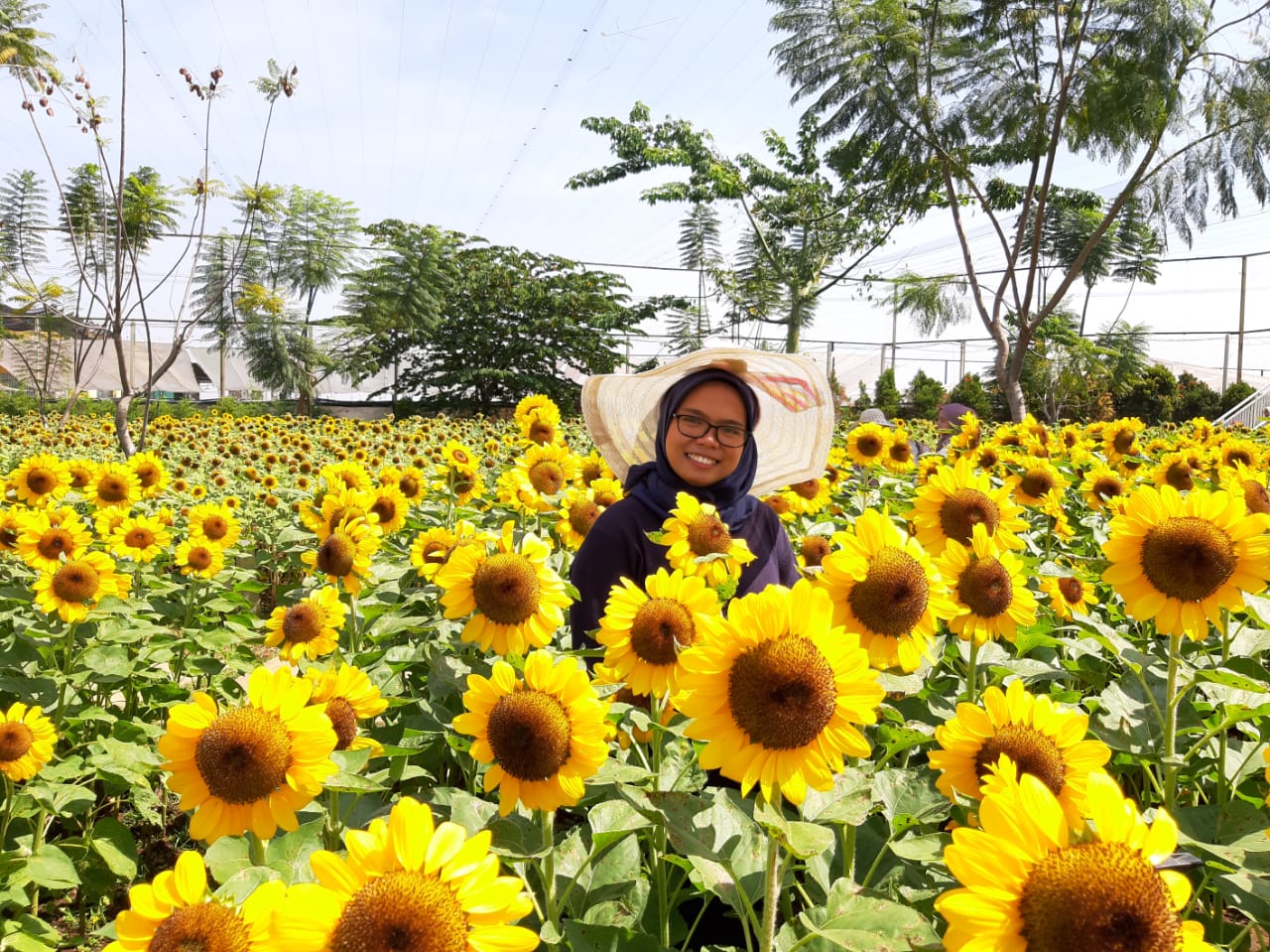 sunflower-festival.jpg