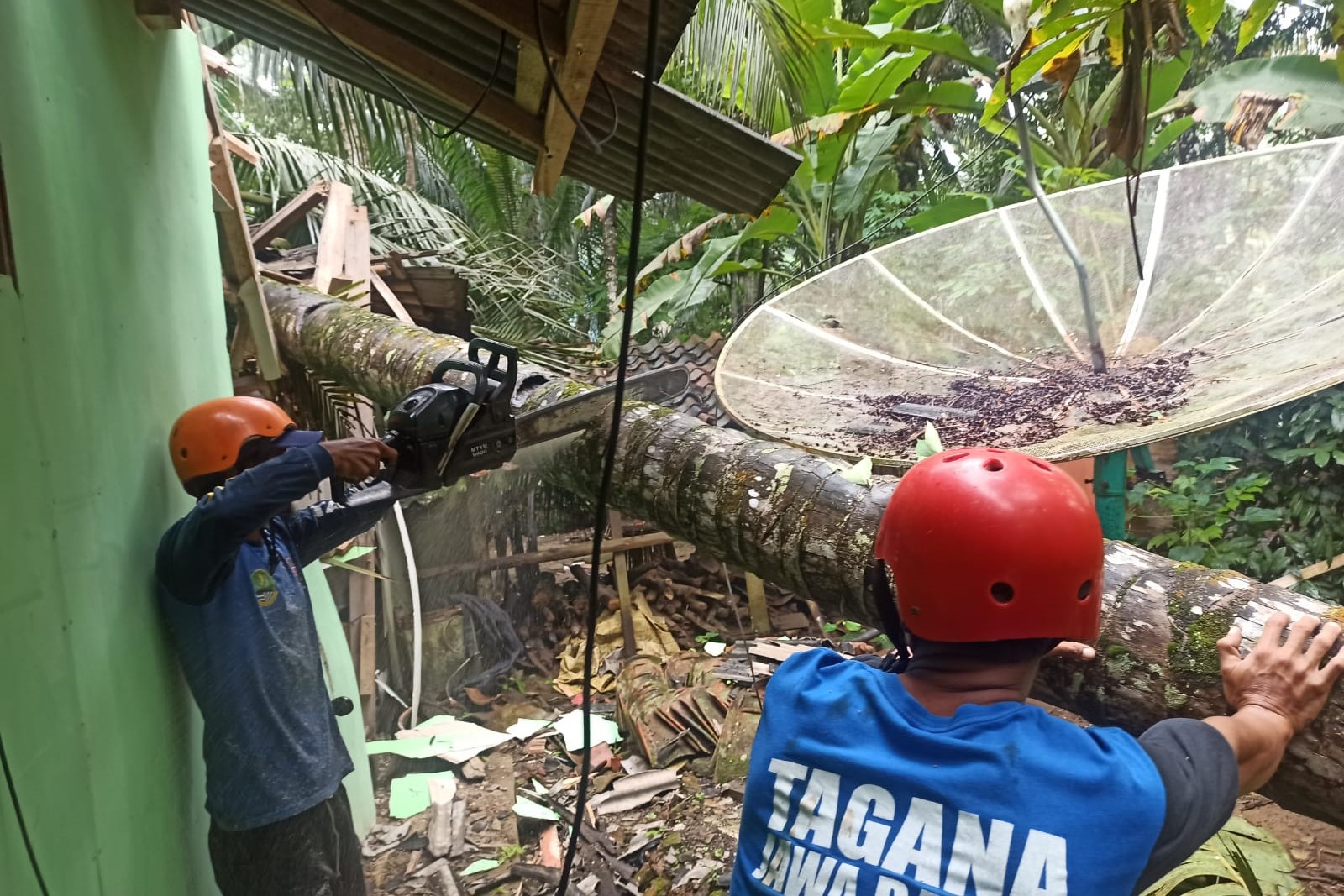 tagana-kabupaten-pangandaran-saat-mengevakuasi-memotong-pohon-kelapa.jpg