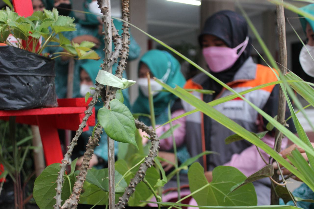 Ini Jenis Tanaman Obat yang Bisa Ditanam di Halaman Rumah, Bisa Turunkan Gula Darah Hingga Rematik