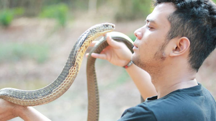 tangan-panji-petualang-digigit-king-cobra.jpg