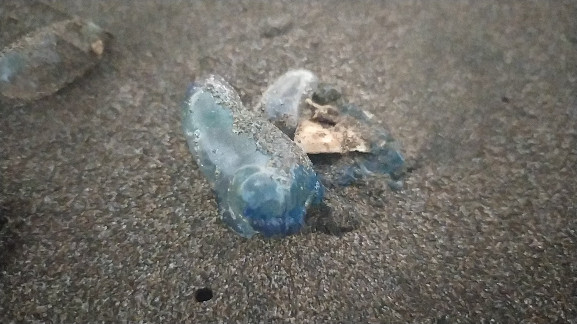 Hati-hati! Ubur-ubur Pulus Jalastrong Serbu Pantai Palabuhanratu, Ini Bahayanya Jika Tersengat