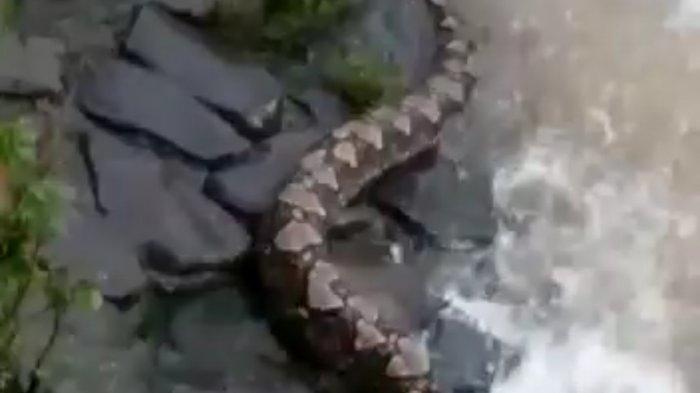 GEGER Ular 10 Meter Badannya Sebesar Batang Pohon Kagetkan Warga, Kini Sembunyi di Celah Bebatuan