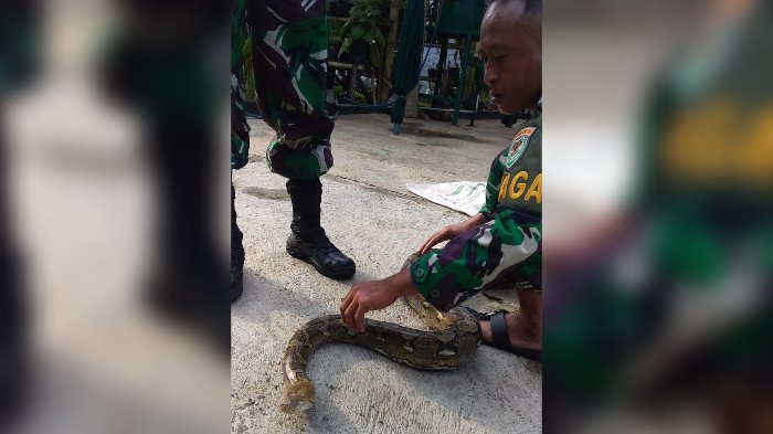 Lewat Depan Koramil Tanjungsari Warga Kaget, Lihat Ular Sepanjang 3 Meter, Ini yang Dilakukan Ular