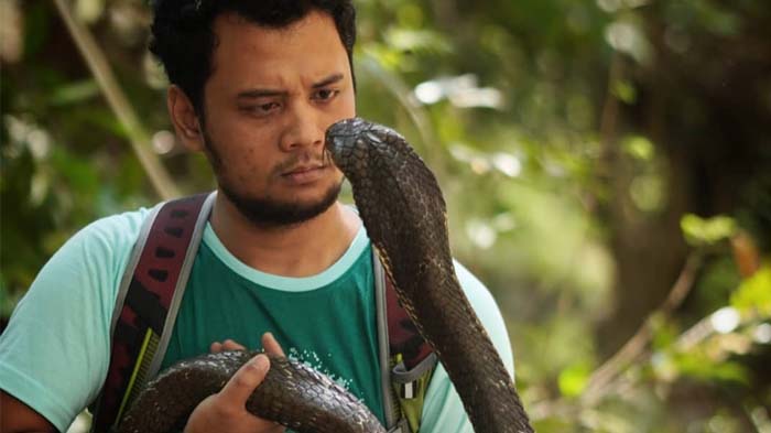 ular-king-kobra-serang-panji-petualang.jpg