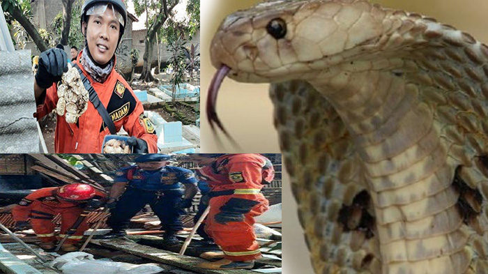 ular-kobra-tim-rescue-damkar-kabupaten-bogor-_1.jpg
