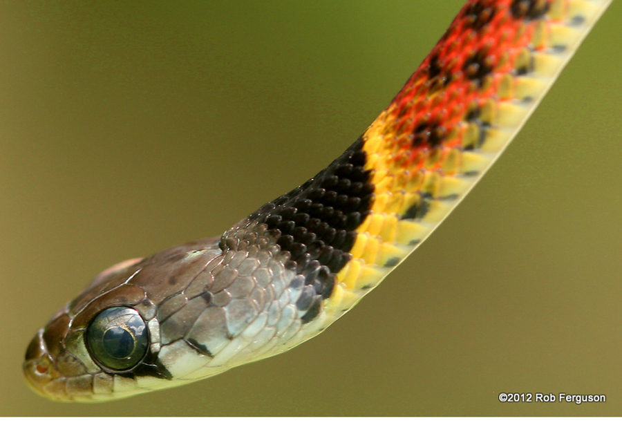 Kenali Jenis-jenis Racun Ular Berbisa: Racun King Cobra Bikin Ngantuk, Ular Picung Kencing Darah