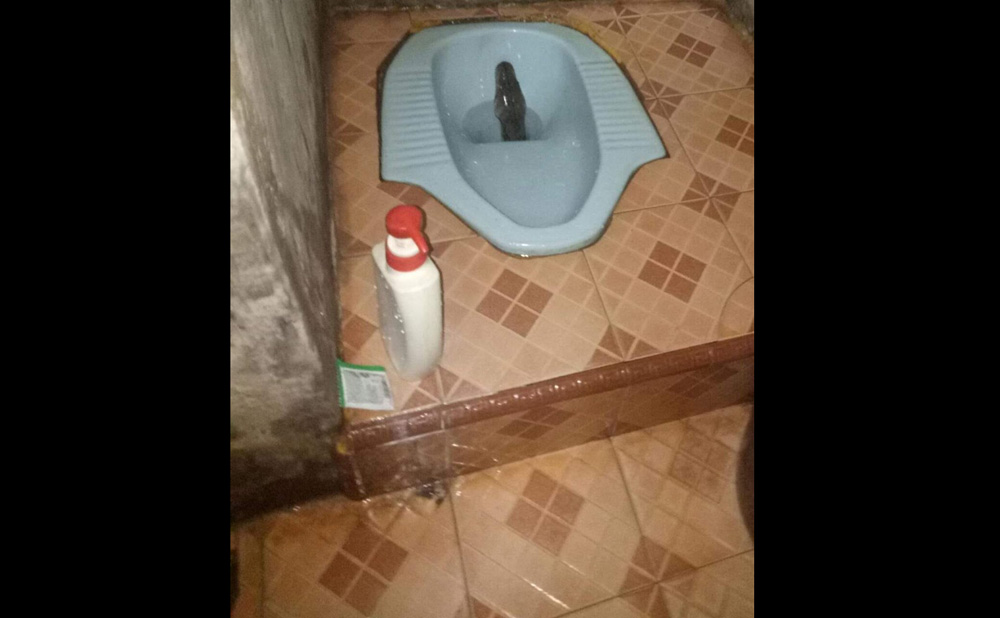 ular-piton-nongol-di-lubang-wc-rumah-warga.jpg