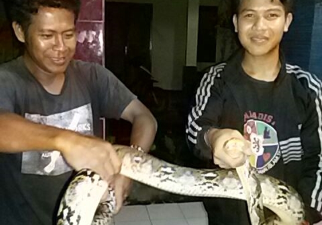 Geger Penemuan Piton di Desa Cikondang, Warga Minta Bantuan Pawang Ular