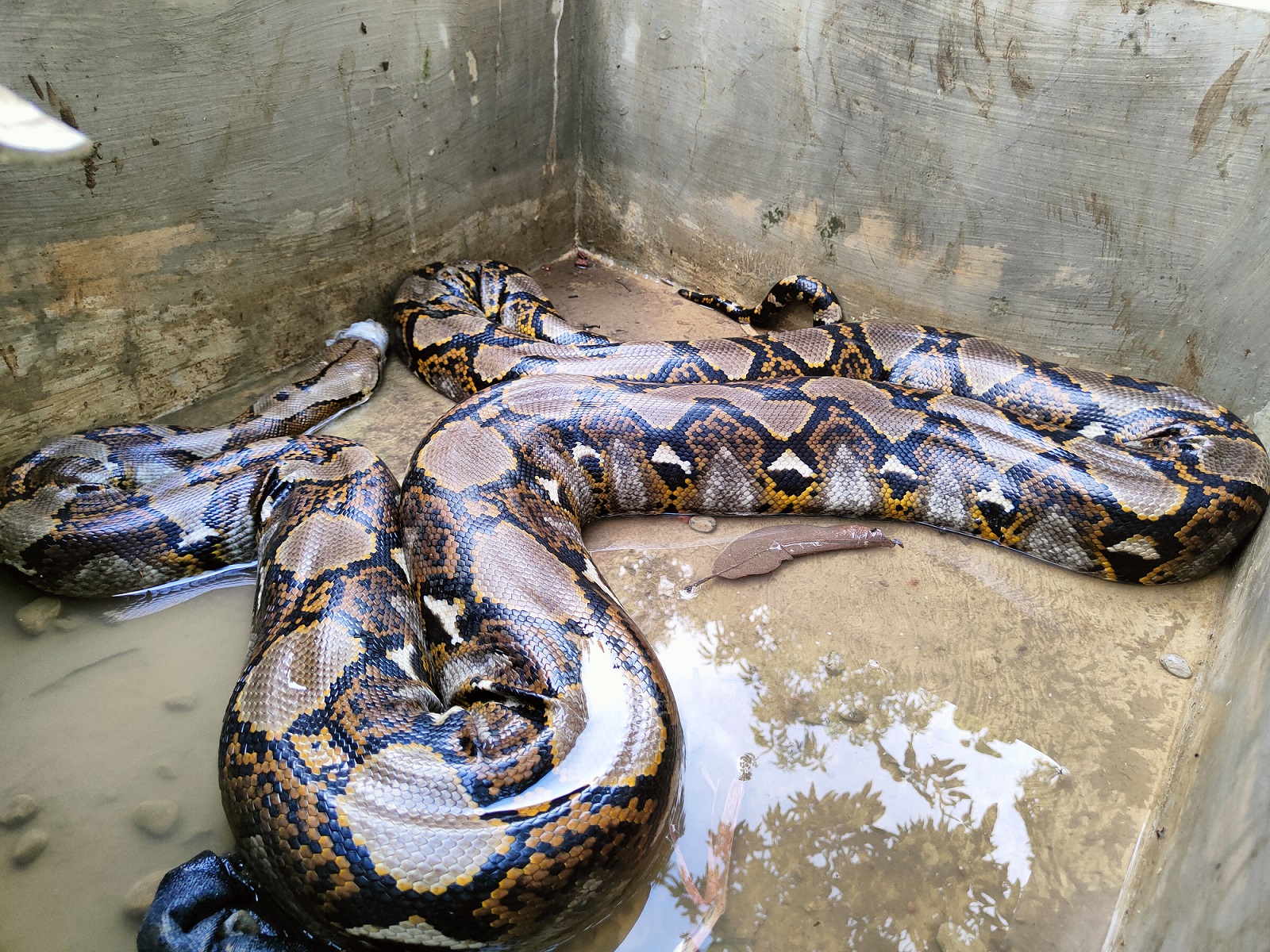 Ular jojani pompaladilar Ular jojani pompaladilar