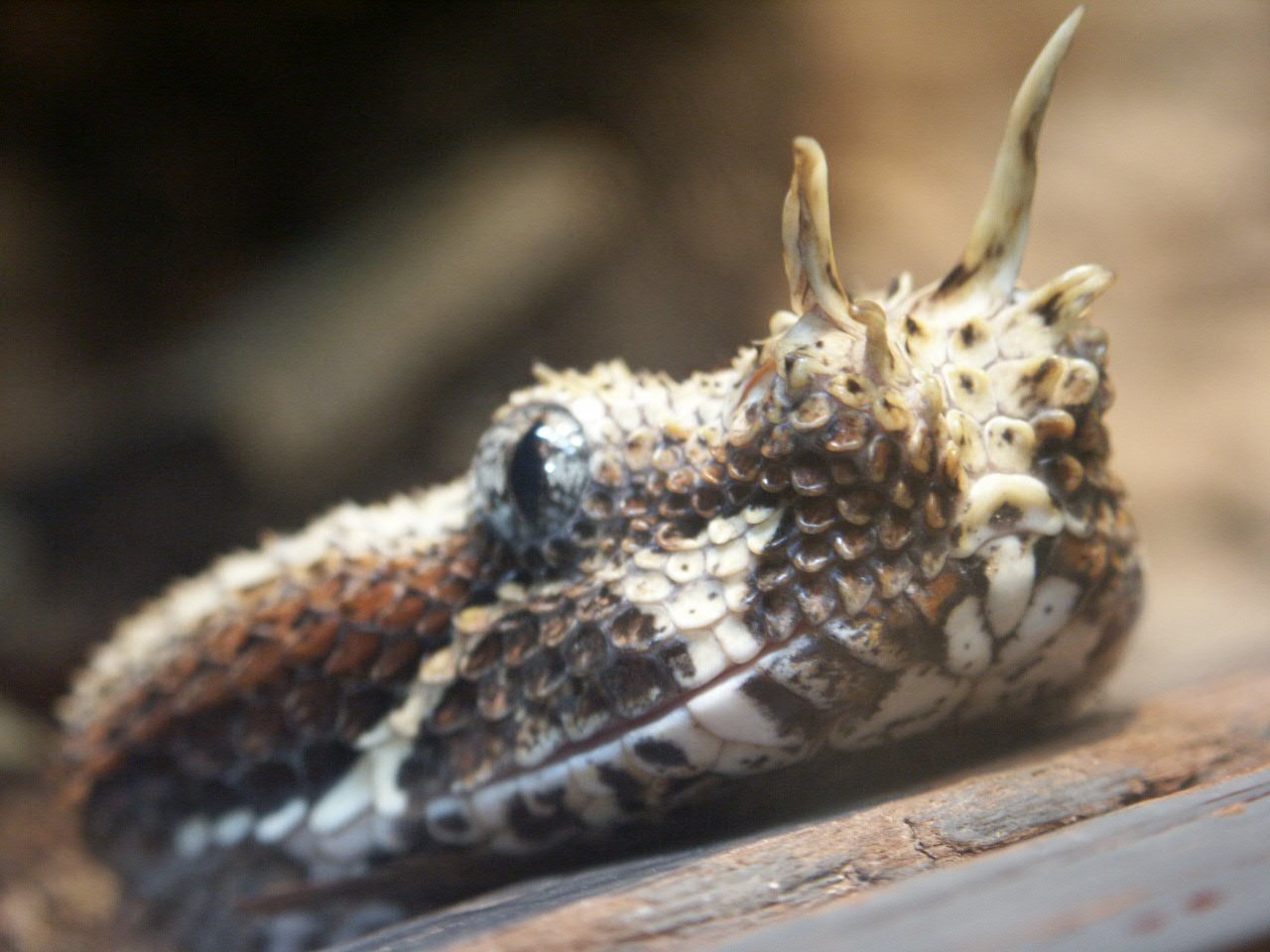 Ular-ular Paling Mematikan di Dunia, King Cobra Tak Masuk